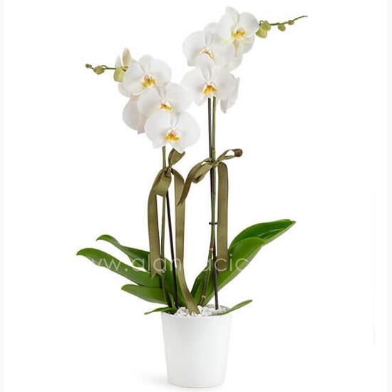 Beyaz Orkide Farklı Ambalaj