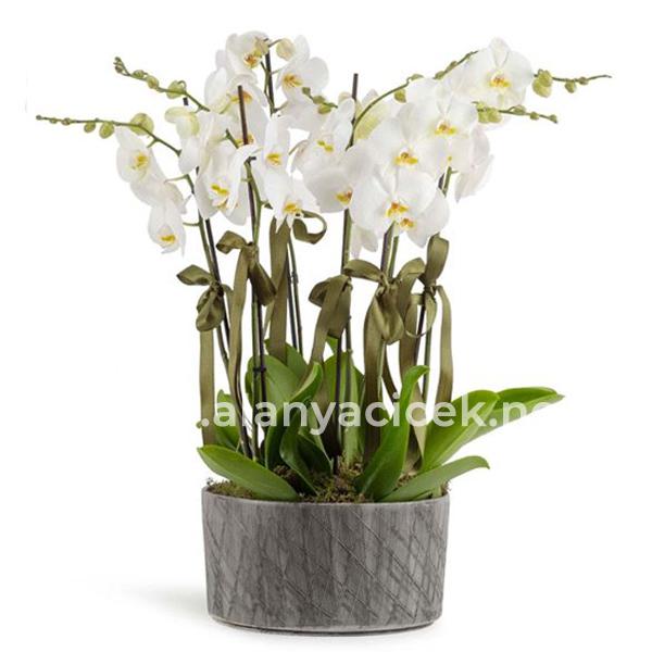 Vip 8 разветвленных орхидей Resim 2