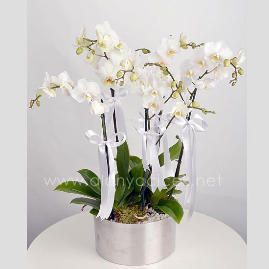 6 разветвленных орхидей Resim 1