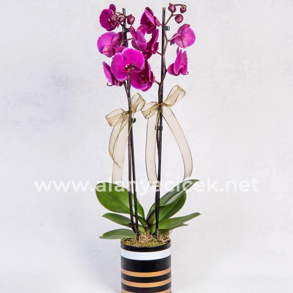 Doppelte Orchidee Resim 2