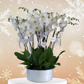  Заказ цветов в Алании Композиция из орхидей фаленопсис
