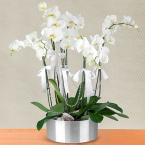  Alanya Florist 6 Branches White Orchids