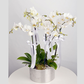  Доставка цветов в Алании 6 разветвленных орхидей